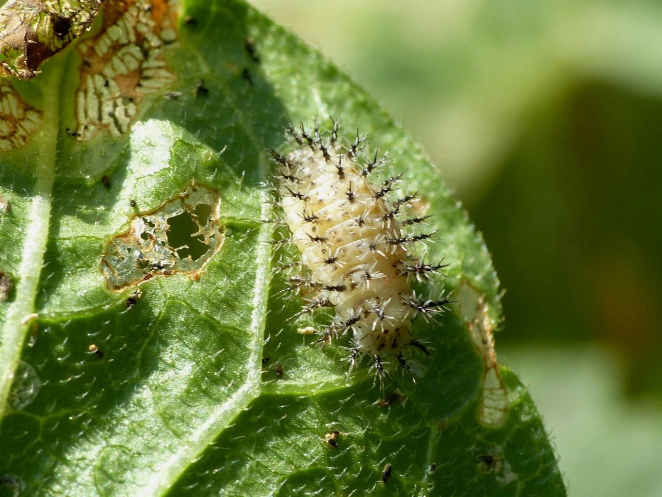 Larva di Chrysomelidae?  No, di Henosepilachna argus (Coccinellidae)